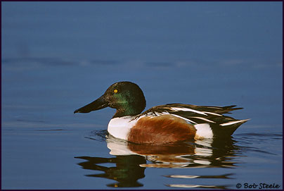 Northern Shoveler (Anas clypeata)