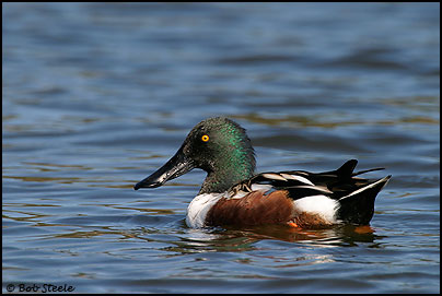 Northern Shoveler (Anas clypeata)