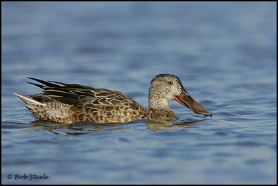 Northern Shoveler (Anas clypeata)