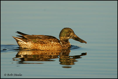 Northern Shoveler (Anas clypeata)