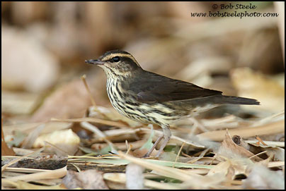 Northern Waterthrush (Seiurus noveboracensis)
