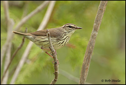 Northern Waterthrush (Seiurus noveboracensis)