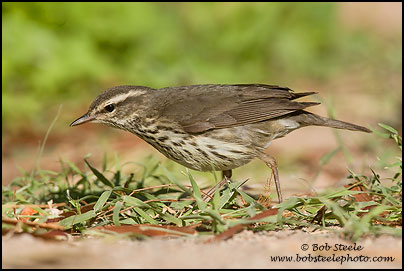 Northern Waterthrush (Seiurus noveboracensis)