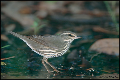 Northern Waterthrush (Seiurus noveboracensis)