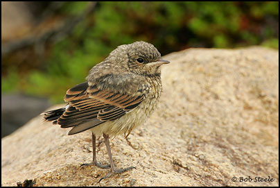 Northern Wheatear (Oenanthe oenanthe)
