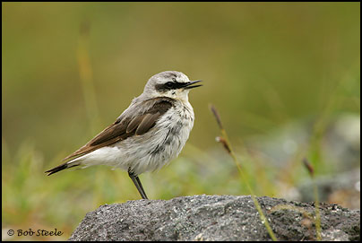 Northern Wheatear (Oenanthe oenanthe)