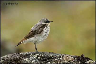 Northern Wheatear (Oenanthe oenanthe)