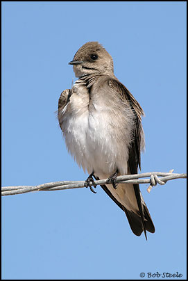Northern Rough-winged Swallow (Stelgidopteryx serripennis)