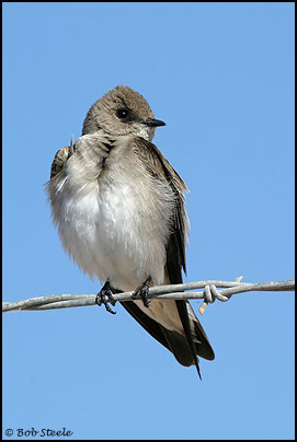 Northern Rough-winged Swallow (Stelgidopteryx serripennis)