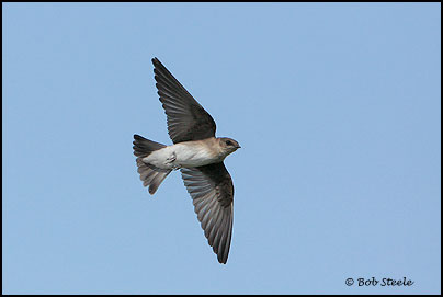 Northern Rough-winged Swallow (Stelgidopteryx serripennis)