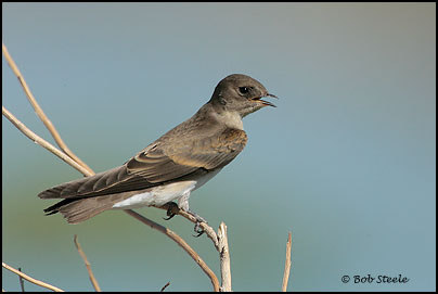 Northern Rough-winged Swallow (Stelgidopteryx serripennis)
