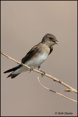 Northern Rough-winged Swallow (Stelgidopteryx serripennis)