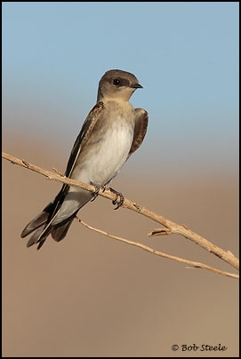 Northern Rough-winged Swallow (Stelgidopteryx serripennis)