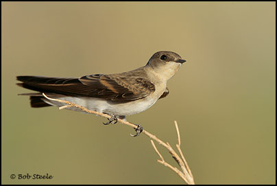 Northern Rough-winged Swallow (Stelgidopteryx serripennis)