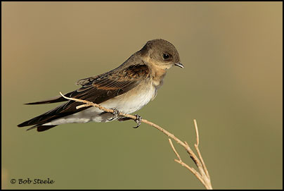 Northern Rough-winged Swallow (Stelgidopteryx serripennis)
