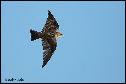 Northern Rough-winged Swallow (Stelgidopteryx serripennis)