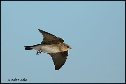 Northern Rough-winged Swallow (Stelgidopteryx serripennis)