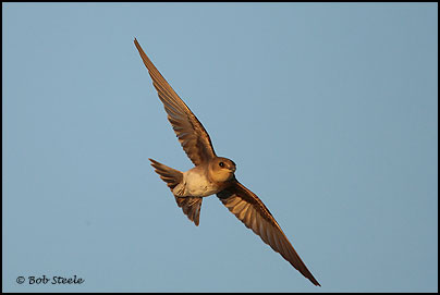 Northern Rough-winged Swallow (Stelgidopteryx serripennis)