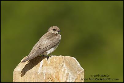 Northern Rough-winged Swallow (Stelgidopteryx serripennis)