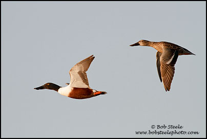 Northern Shoveler (Anas clypeata)