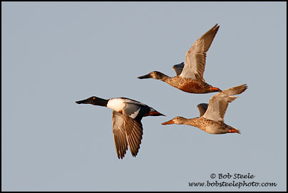 Northern Shoveler (Anas clypeata)
