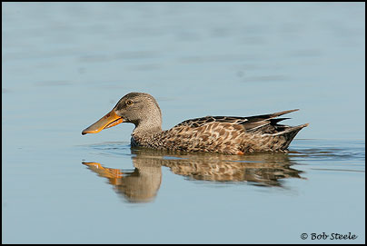 Northern Shoveler (Anas clypeata)