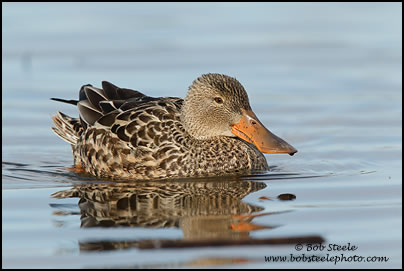 Northern Shoveler (Anas clypeata)