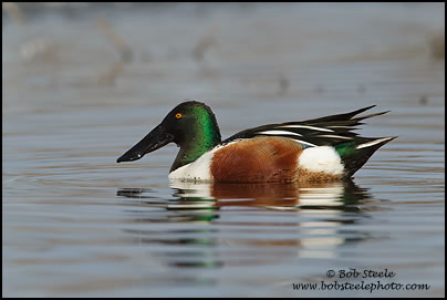 Northern Shoveler (Anas clypeata)