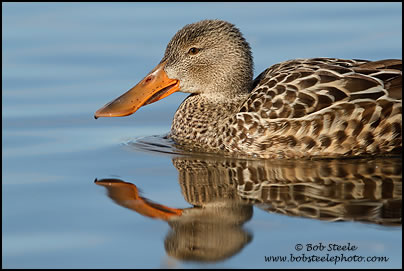 Northern Shoveler (Anas clypeata)