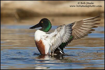 Northern Shoveler (Anas clypeata)