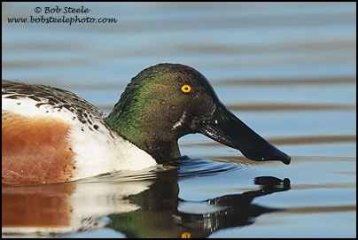 Northern Shoveler (Anas clypeata)