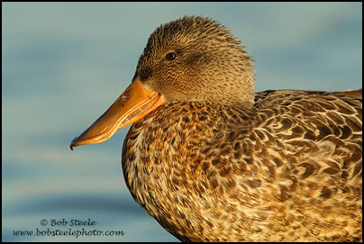 Northern Shoveler (Anas clypeata)