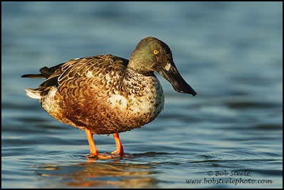 Northern Shoveler (Anas clypeata)