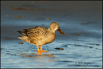 Northern Shoveler (Anas clypeata)
