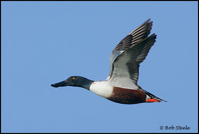 Northern Shoveler (Anas clypeata)