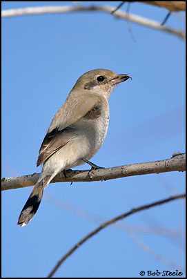 Northern Shrike (Lanius excubitor)