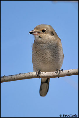 Northern Shrike (Lanius excubitor)