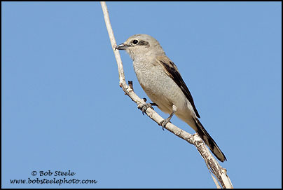 Northern Shrike (Lanius excubitor)