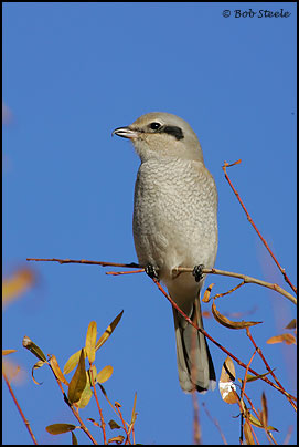 Northern Shrike (Lanius excubitor)