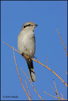 Northern Shrike (Lanius excubitor)