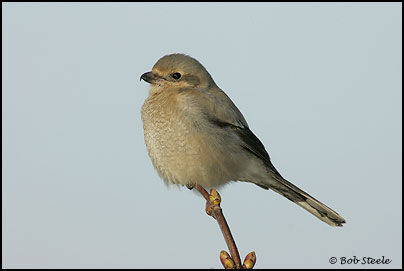 Northern Shrike (Lanius excubitor)