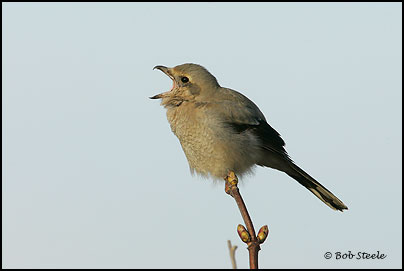 Northern Shrike (Lanius excubitor)