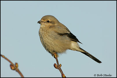 Northern Shrike (Lanius excubitor)