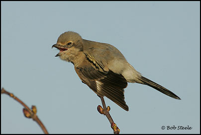 Northern Shrike (Lanius excubitor)
