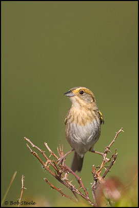Nelson's Sharp-tailed Sparrow (Ammodramus nelsoni)