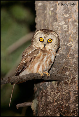 Northern Saw-whet Owl (Aegolius acadicus)