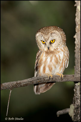 Northern Saw-whet Owl (Aegolius acadicus)