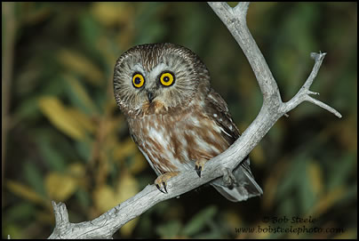 Northern Saw-whet Owl (Aegolius acadicus)