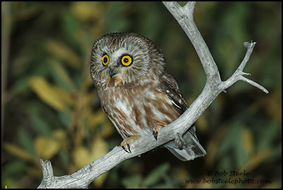 Northern Saw-whet Owl (Aegolius acadicus)