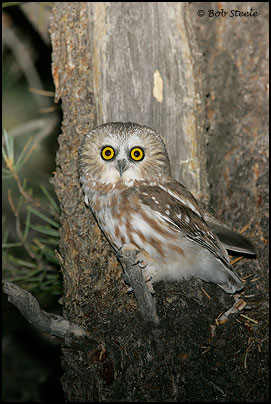 Northern Saw-whet Owl (Aegolius acadicus)